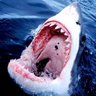 TiburonBlanco's profile picture