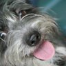 Lucky Puppy Options profil fotoğrafı