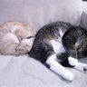 とととと 的头像