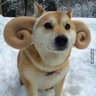 Doge Ram's profile picture