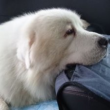 Jolly&Simba&Aslan(もふ)'s profile picture
