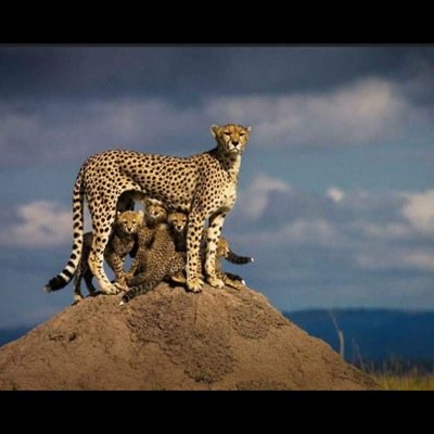 عادل الشنيفي's profile picture
