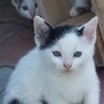 Profilbild von monica
