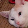 Фото профиля Oscar the cat