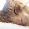 Фото профиля 猫まっしぐら