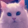xavier solà's profile picture