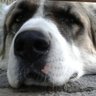 один дома's profile picture
