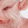 Pig Brother 🏦 🇷🇺's profile picture