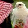 Profilbild von عيون الصقر