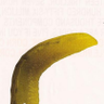 Flaccid Pickle profil fotoğrafı