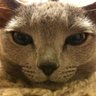 なつめや📎☆ profil fotoğrafı
