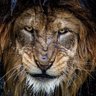 Profilbild von H_S_