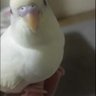 聖夏(セイナ)'s profile picture