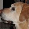Guyddog profil fotoğrafı