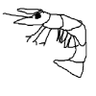 海老's profile picture
