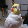 ぶんたさん's profile picture