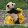 Don Panda Farkiyare 的头像