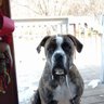 slobber chops's profile picture