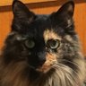 ゆゆゆ profil fotoğrafı