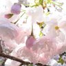 Фото профиля nakano-15