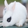 まるこ profil fotoğrafı