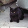 黒猫さん 的头像