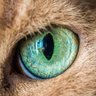 Ali's profile picture