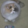 モト 的头像