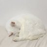 白ぬこ's profile picture