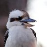 Kookaburra 的头像