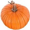 Profilbild von Pumpkin Tukva