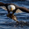 Фото профиля Steve Prosser