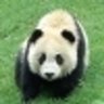 譚振龍 profil fotoğrafı