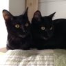 猫と早寝早起き 的头像