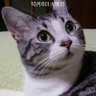 シンバリン's profile picture