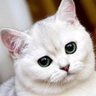 แมวน้อย อ่อนด้อย's profile picture