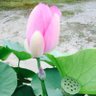 Фото профиля mayer_kuramochi08