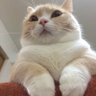 にゃんこ(うちで働きたい人いる?)🍌💎's profile picture