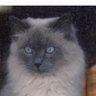 William Schafroth's profile picture