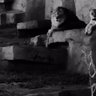 TheLionsDen2's profile picture