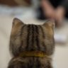 海は誰のオネショかな 的头像
