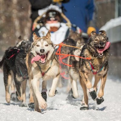 ADN Iditarod's profile picture