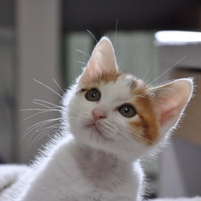 猫の里親をさがす会's profile picture