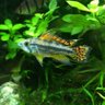 BREAKERS Aquarium 的头像