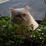 Andssu profil fotoğrafı