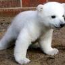 WhitePolarBear profil fotoğrafı