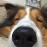 やんすけ 的头像