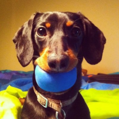 Celeb_Dachshund's profile picture