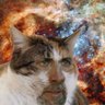 Elmocreed's profile picture