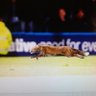 wilkie's profile picture